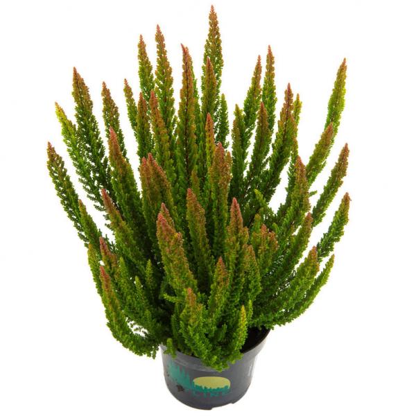 Calluna vulgaris 'Skyline Stockholm'