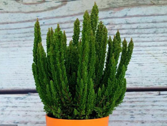 Calluna vulgaris 'Skyline Stockholm'