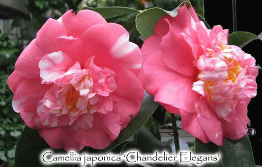 Camellia japonica 'Chandelier Elegans'