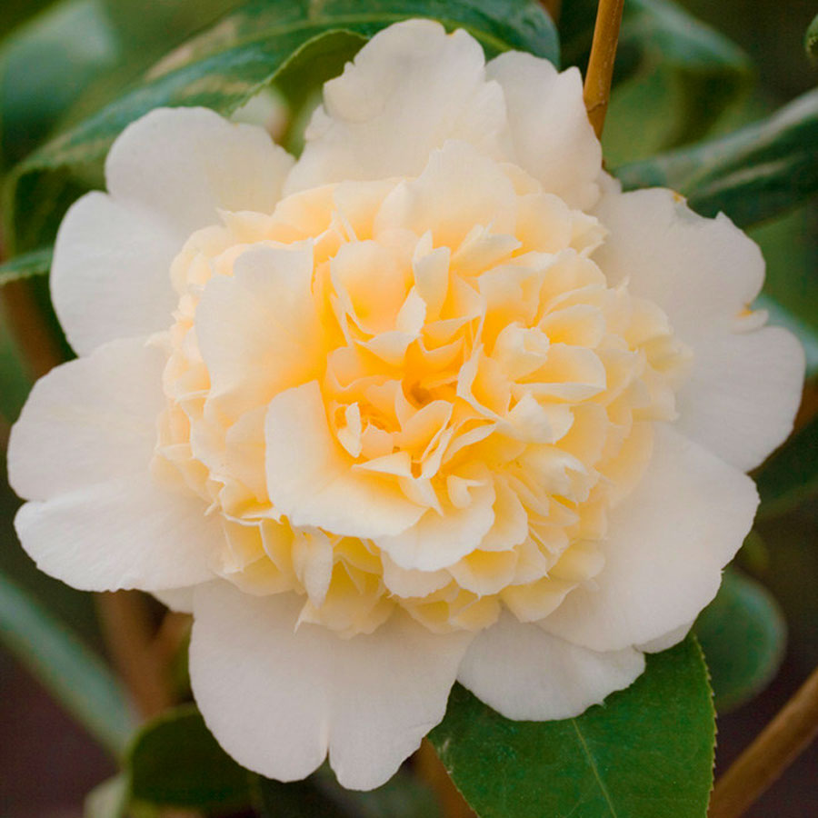 Camellia x 'Jury's Yellow'