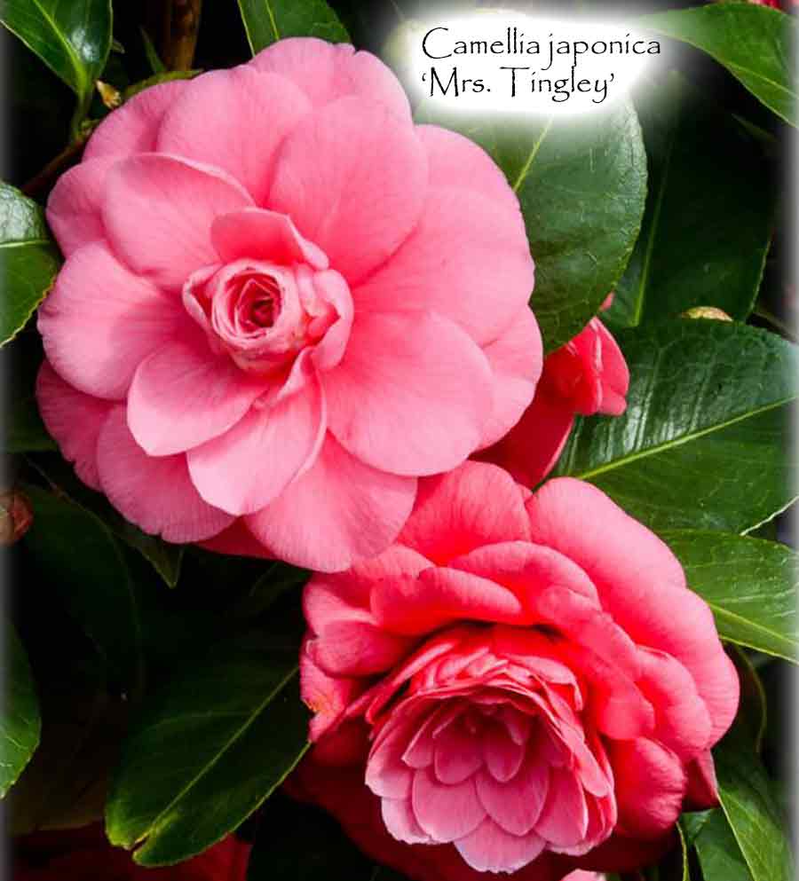 Camellia japonica 'Mrs Tingley'