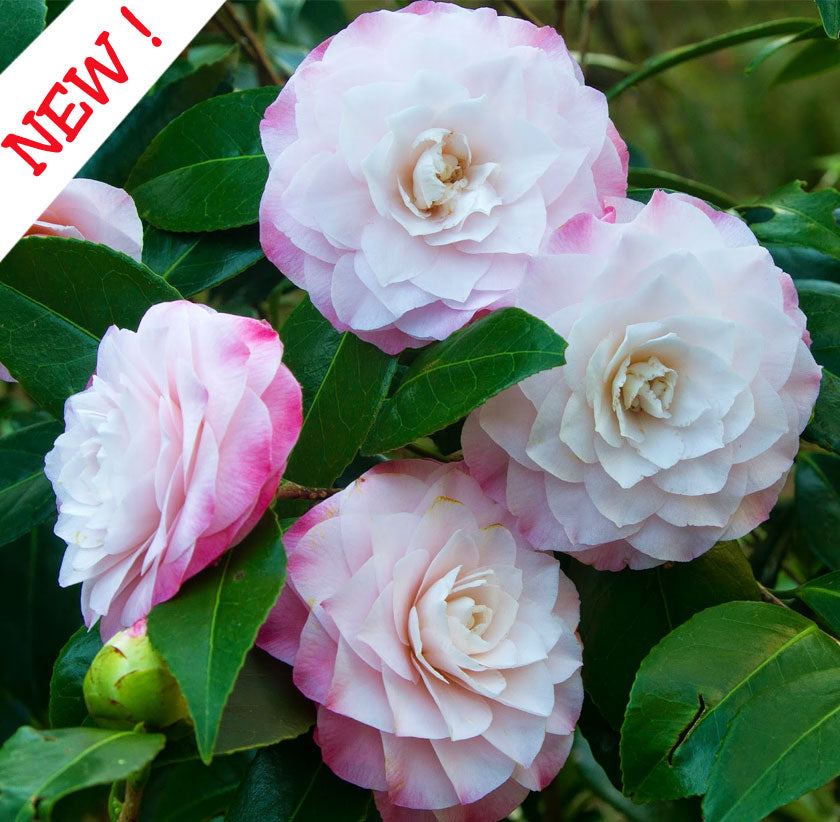 'Nuccio's Pearl' Camellia
