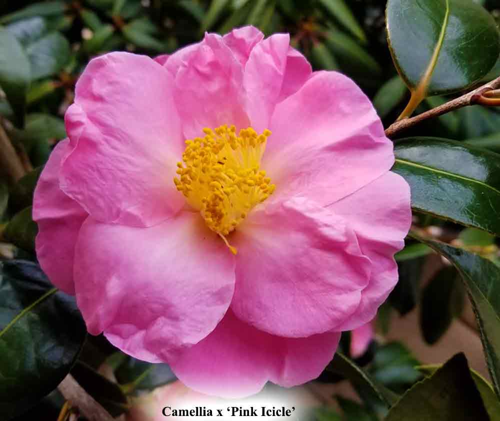 Camellia x 'Pink Icicle'