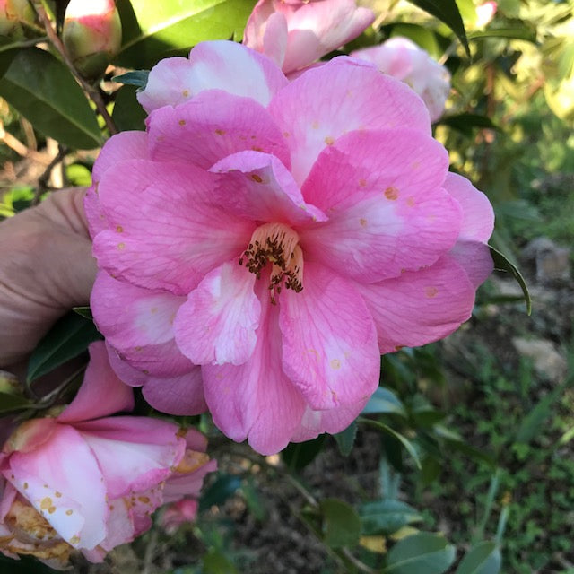 Camellia x 'Pink Icicle'