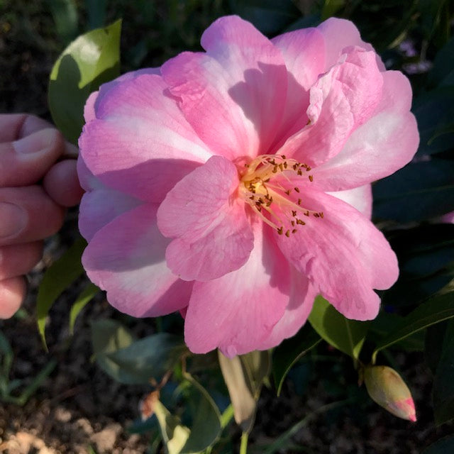 Camellia x 'Pink Icicle'