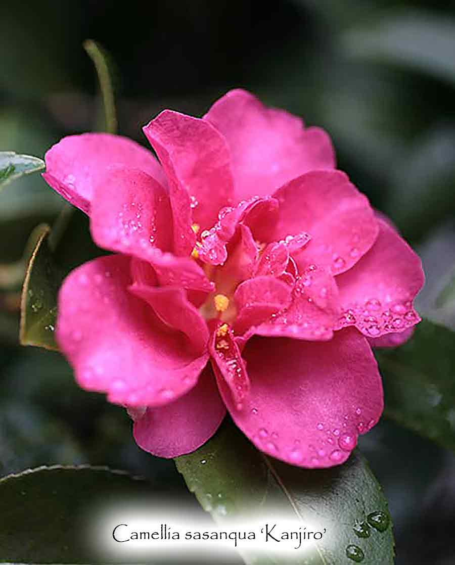 Camellia sasanqua 'Kanjiro'