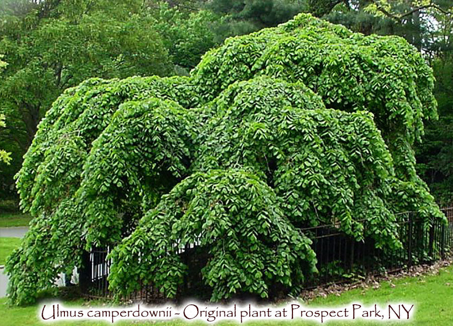 Ulmus glabra 'Camperdownii' - Camperdown Elm