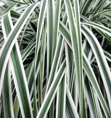 Carex oshimensis  'EverColor Everest'