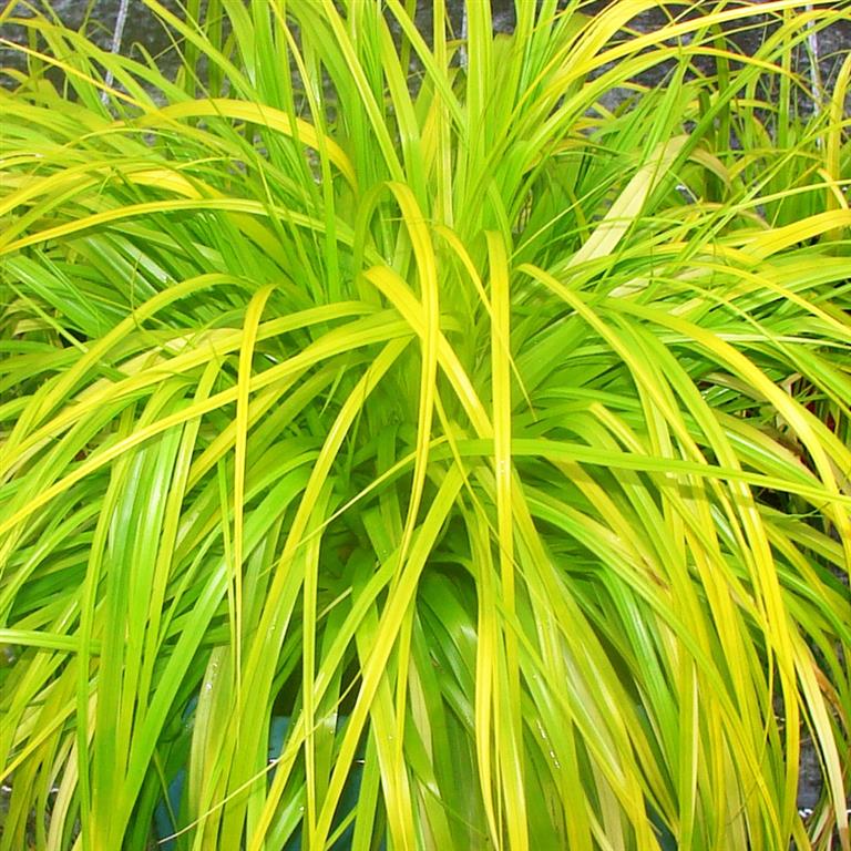 Carex oshimensis 'Evercolor Everillo'