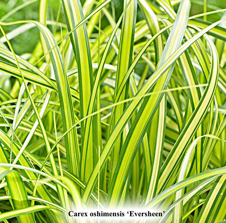 Carex oshimensis 'Eversheen'