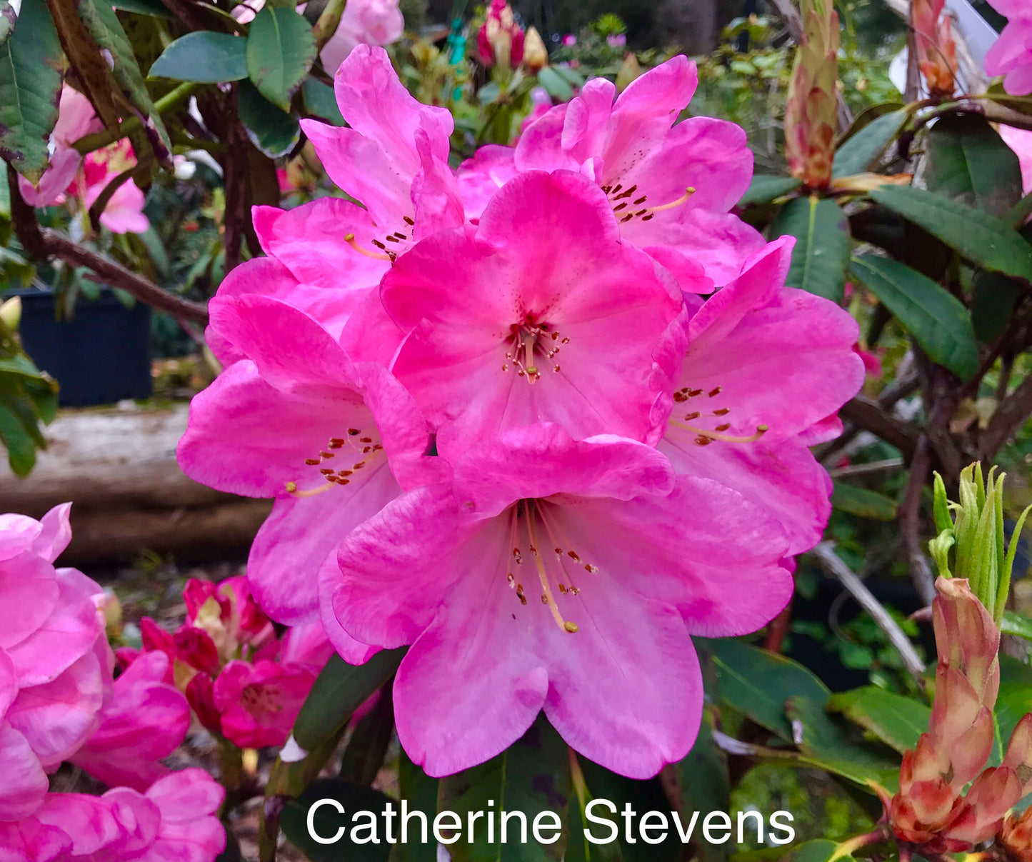 R. 'Catherine Stevens'