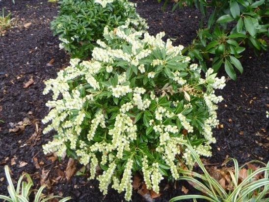 Pieris japonica 'Cavatine'