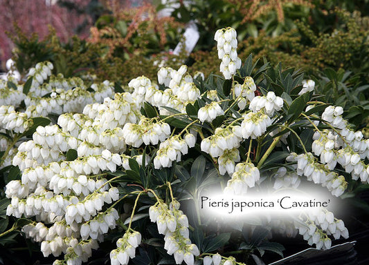 Pieris japonica 'Cavatine'