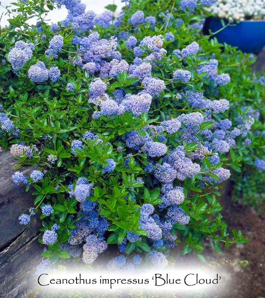 Ceanothus impressus 'Blue Cloud'
