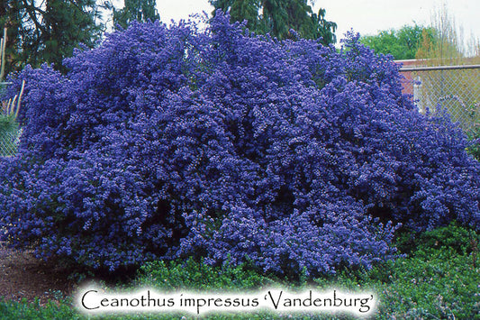Ceanothus impressus 'Vandenburg'