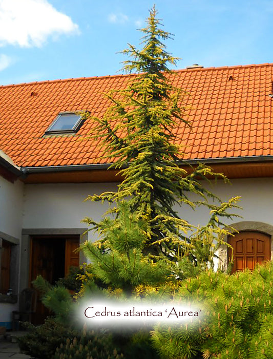 Cedrus atlantica 'Aurea'