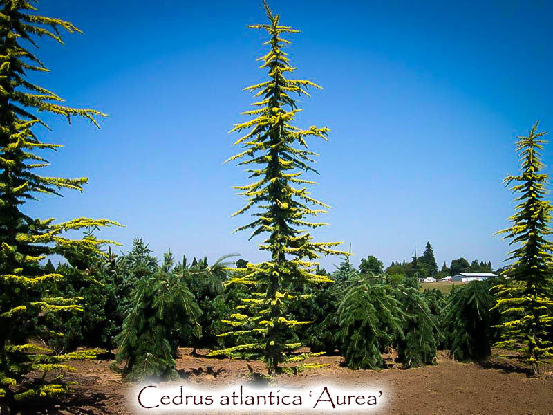 Cedrus atlantica 'Aurea'