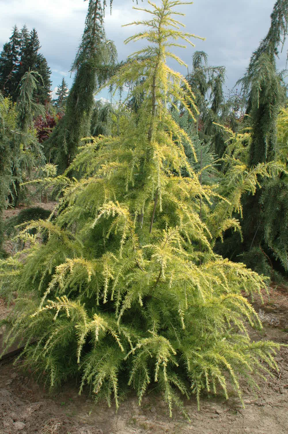 Gold Cascade – Singing Tree Gardens Nursery