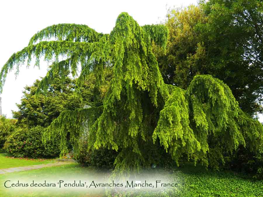 Cedrus deodara 'Pendula'