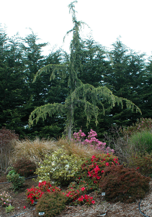 Cedrus l. Glauca Pendula