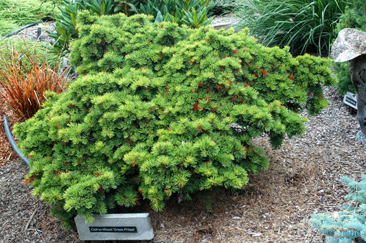 Cedrus libani 'Green Prince'