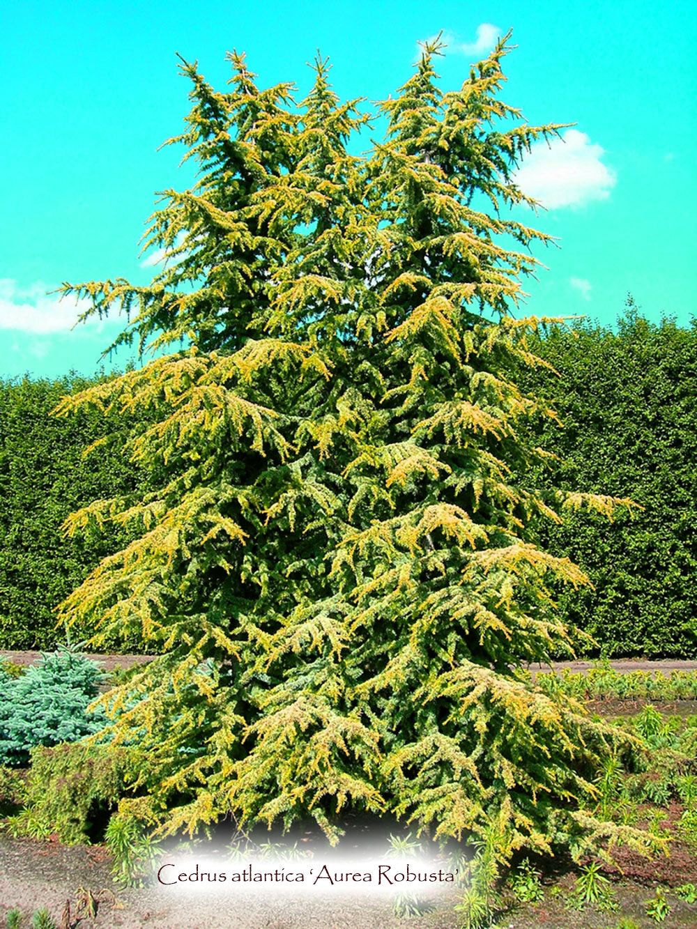 Cedrus atlantica 'Aurea Robusta'