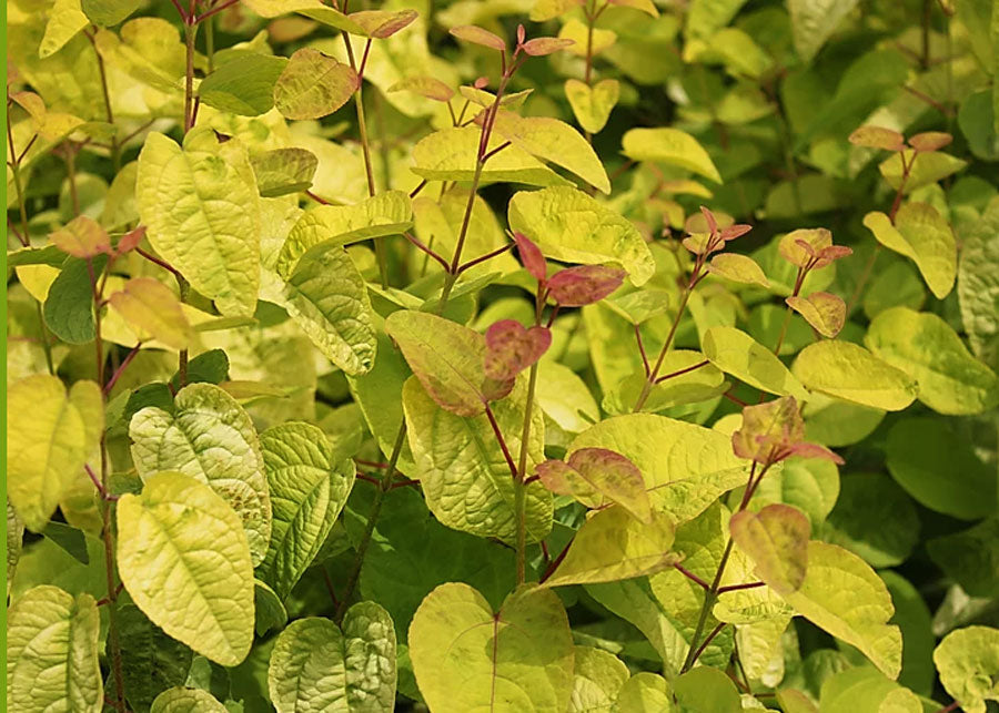 Cercidiphyllum japonica 'Claim Jumper'