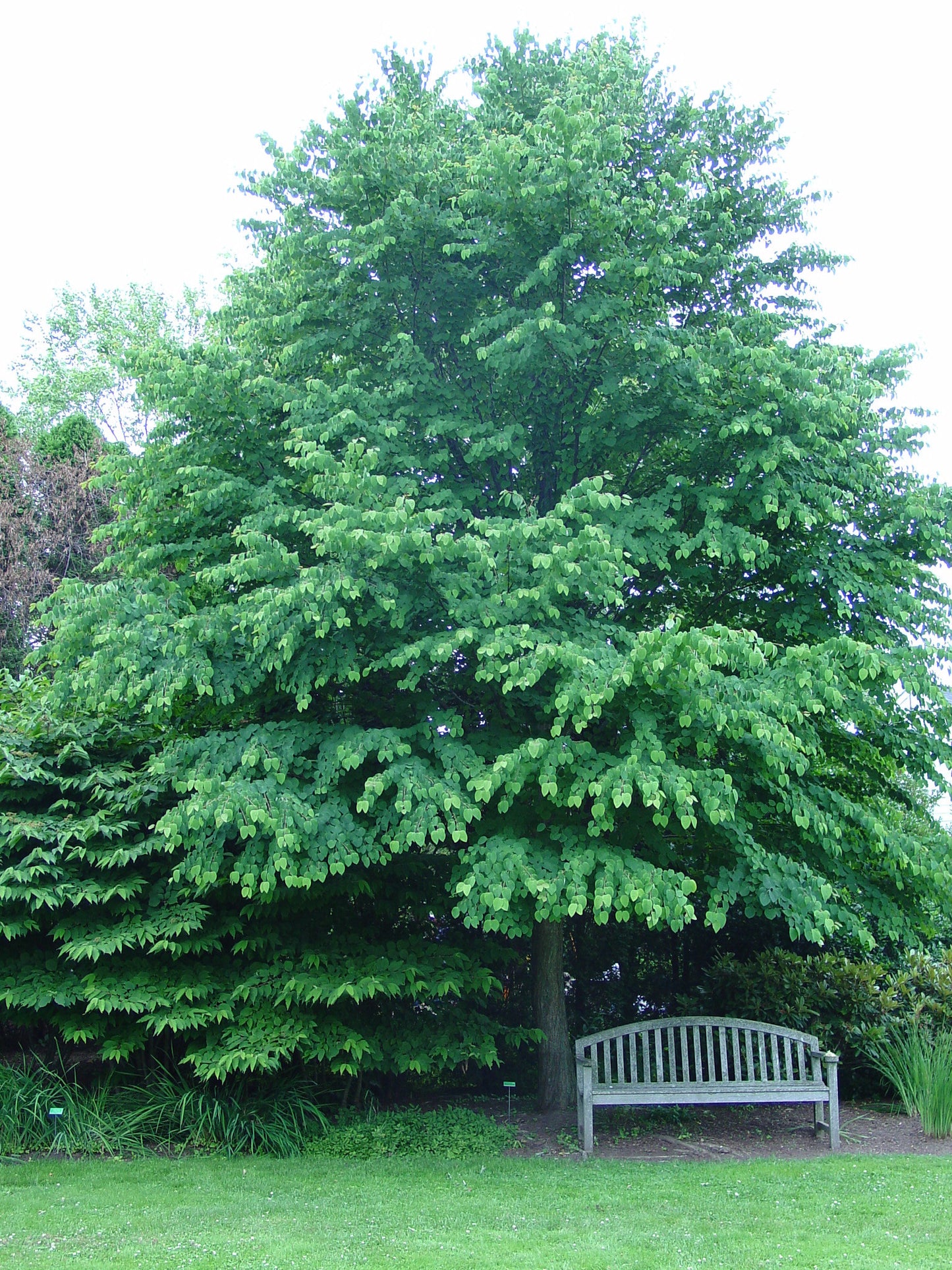 Katsura Tree