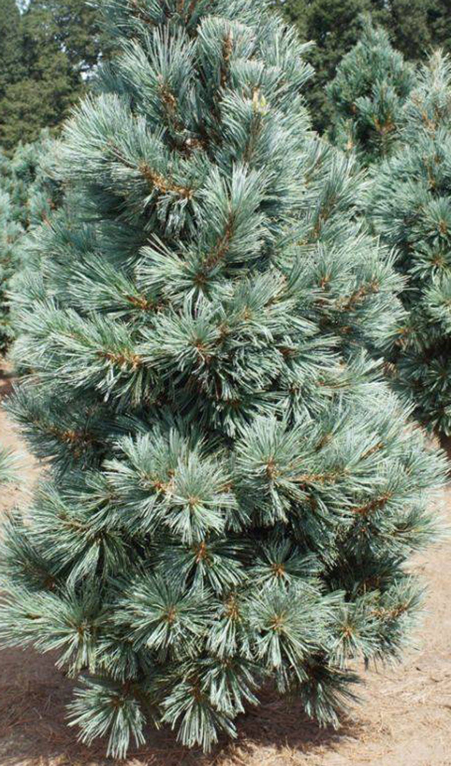 Pinus flexilis Cesarini Blue – Singing Tree Gardens Nursery