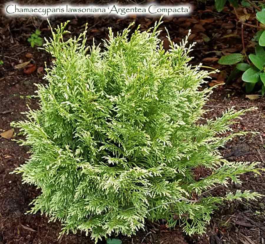 Chamaecyparis lawsoniana 'Argentea Compacta' – Singing Tree Gardens Nursery