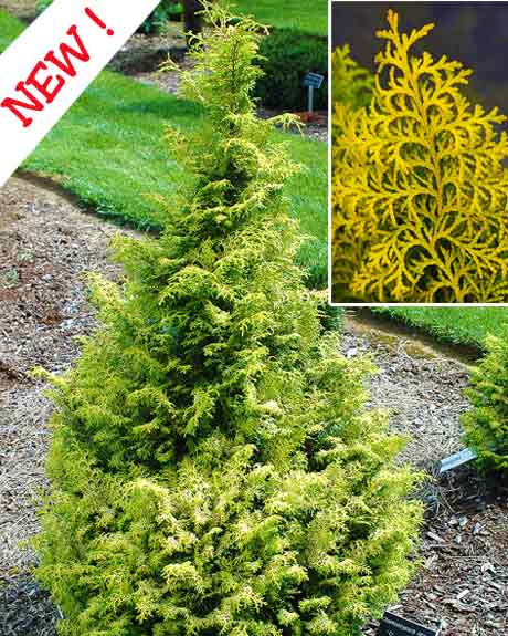 Chamaecyparis obtusa 'Spirited'  -  Spirited Hinoki Cypress