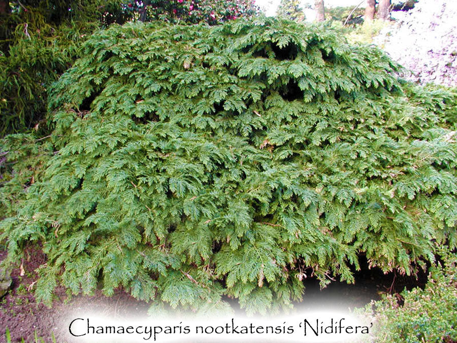 Chamaecyparis nootkatensis 'Nidifera'
