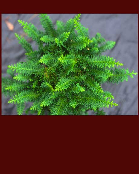 Chamaecyparis obtusa 'Filicoides Compacta'