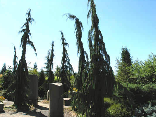 Chamaecyparis nootkatensis 'Glauca Pendula'