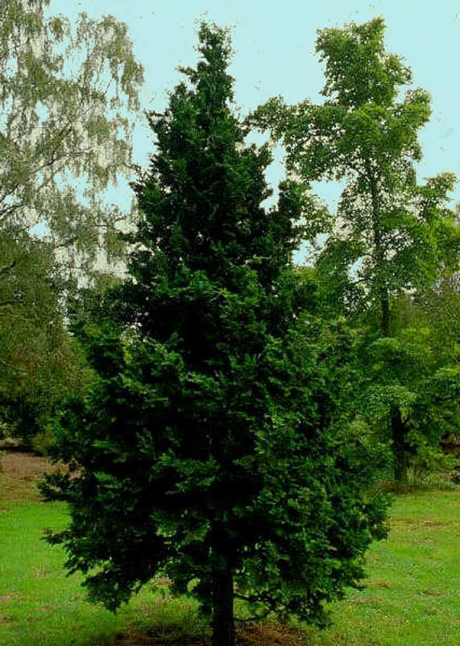 Chamaecyparis obtusa 'Gimborn's Beauty'