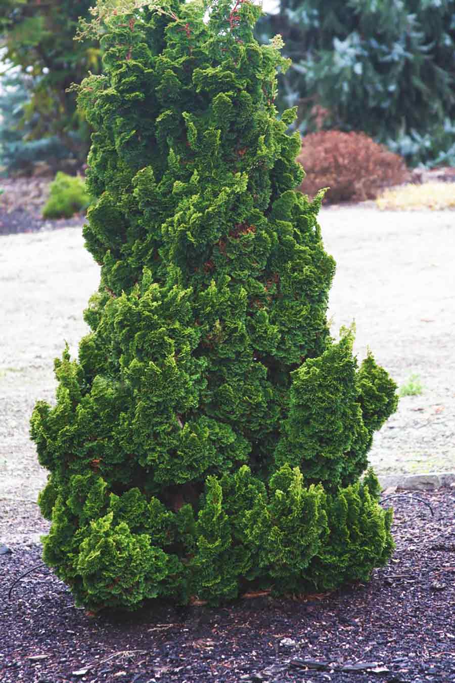 Chamaecyparis obtusa 'Rezek' – Singing Tree Gardens Nursery