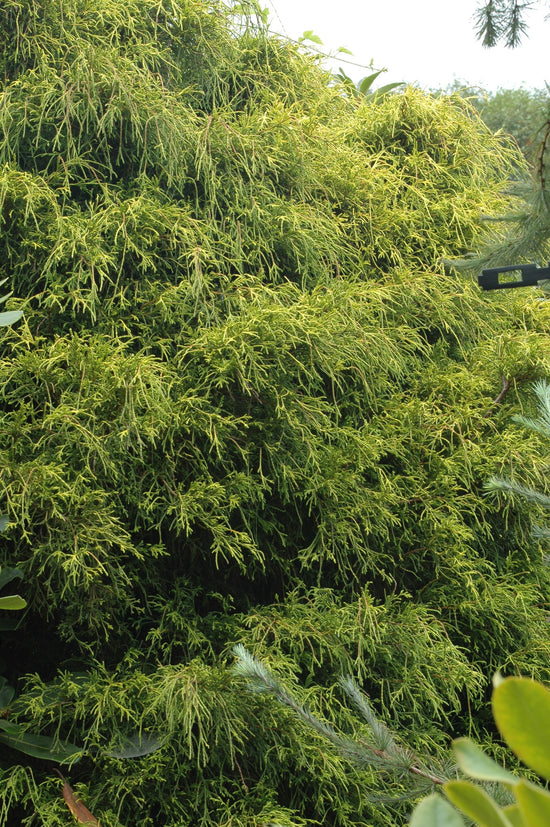 Chamaecyparis pisifera 'Filifera Aurea Nana' – Singing Tree Gardens Nursery