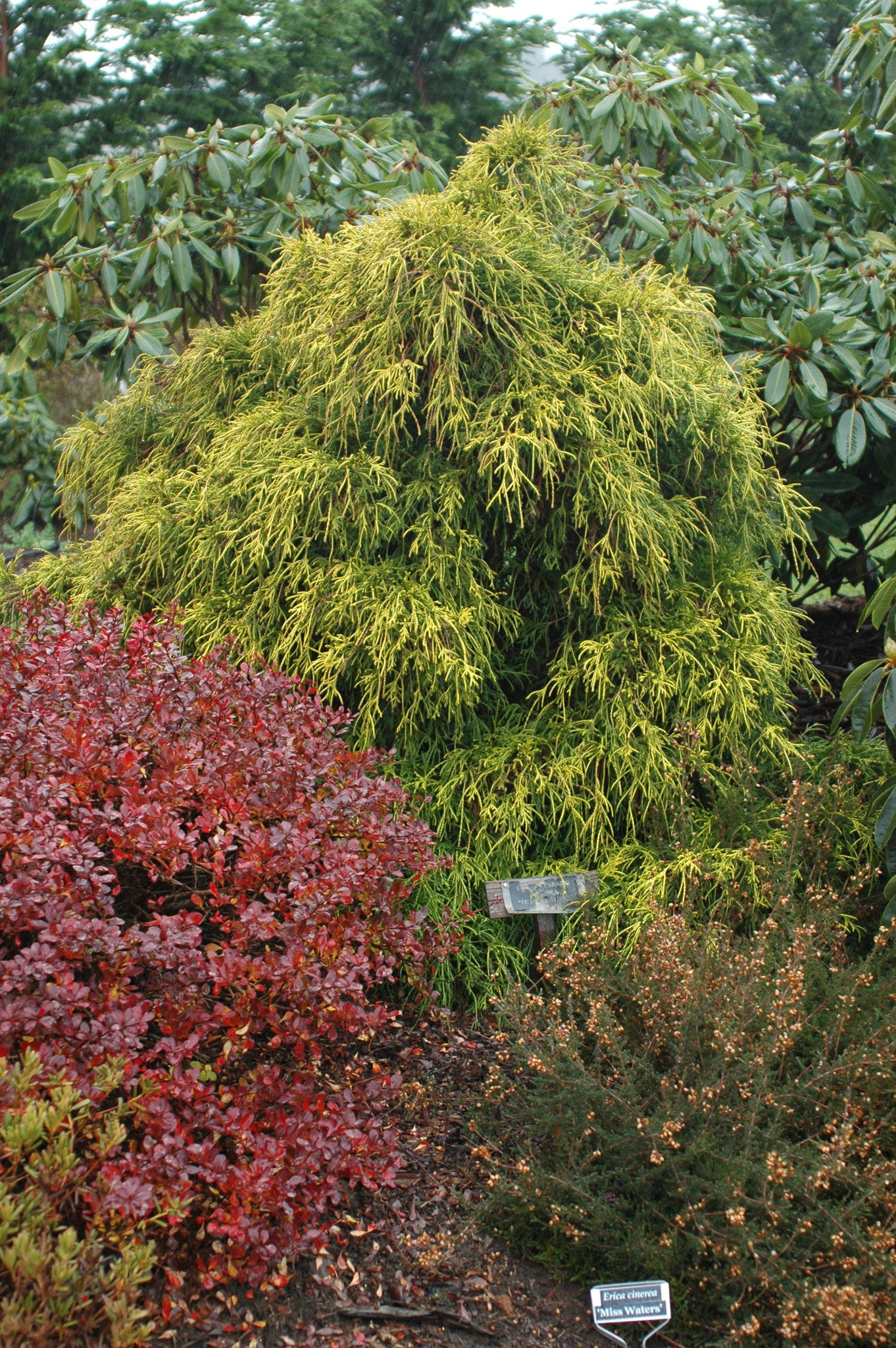 Chamaecyparis pisifera 'Filifera Aurea Nana'