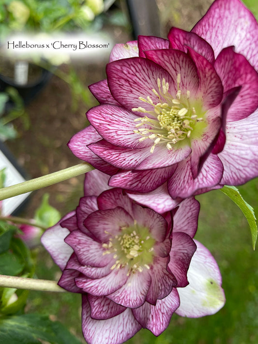 Helleborus x 'Cherry Blossom'