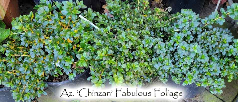 Az. 'Chinzan' Satsuki Evergreen Azalea