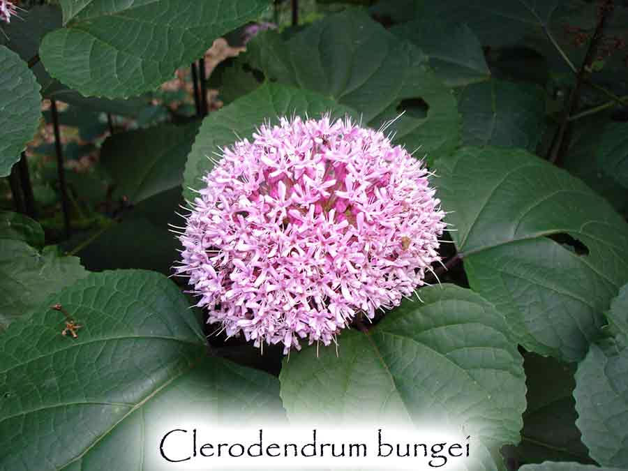 Clerodendrum bungei - Rose Glory Bower