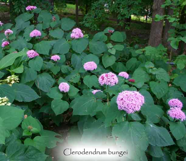 Clerodendrum bungei - Rose Glory Bower