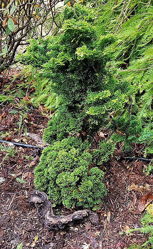 Chamaecyparis obtusa 'Contorta'