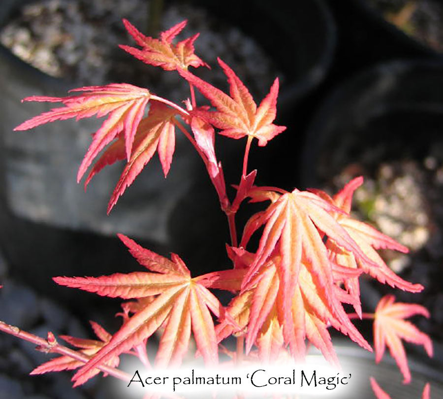 Acer palmatum 'Coral Magic'