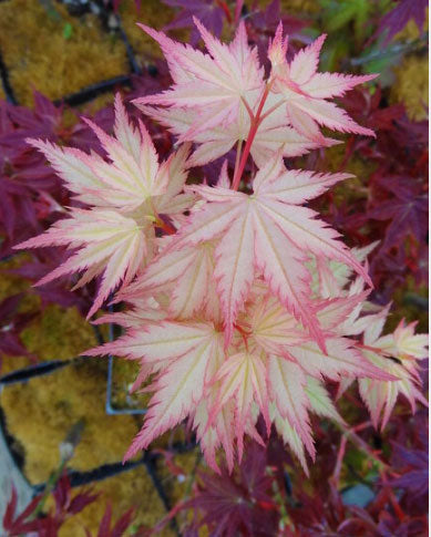 Acer palmatum 'Coral Pink'