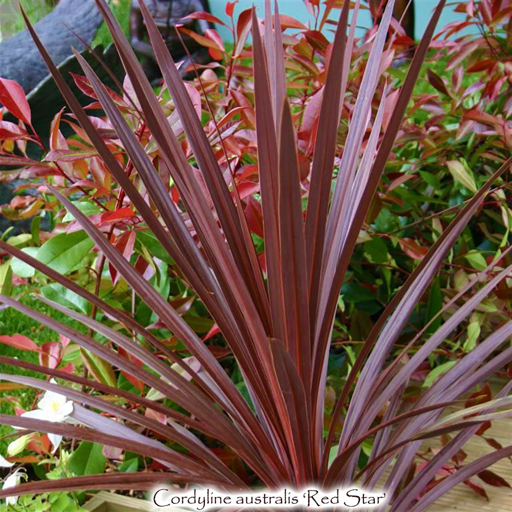 Cordyline australis 'Red Star' – Singing Tree Gardens Nursery