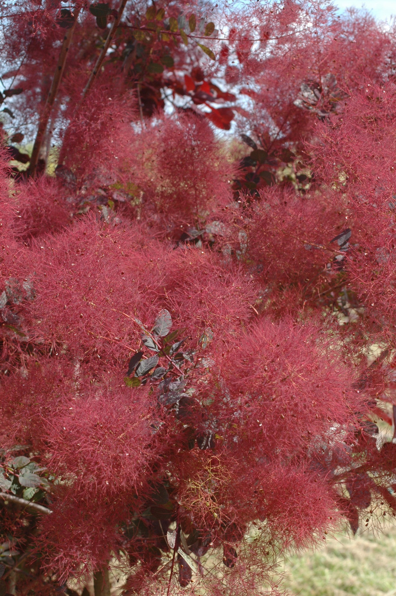 Cotinus Royal Purple Smoke Tree