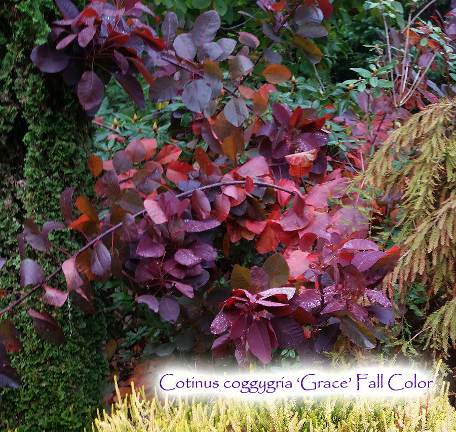 Cotinus coggygria 'Grace'