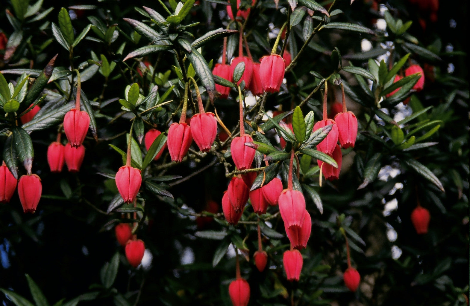 Lanthrys Tree Chilean lantern tree – Singing Tree Gardens Nursery