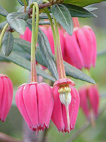 Chilean lantern tree